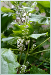 Recipe: Tofu and Mushroom Soup with Shiso Image